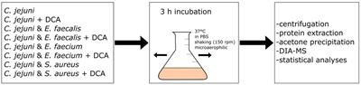 Characterization of Campylobacter jejuni proteome profiles in co-incubation scenarios